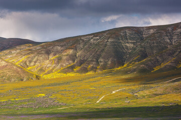 Naklejka premium Carrizo