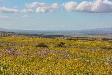Naklejka premium Carrizo