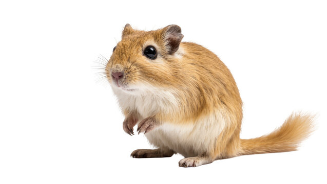 Cute furry gerbil standing alertly on its hind legs, a popular small pet rodent