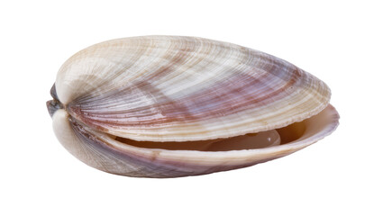 Beautiful natural clam shell, partially open, showcasing marine mollusk and ocean textures. © Paula
