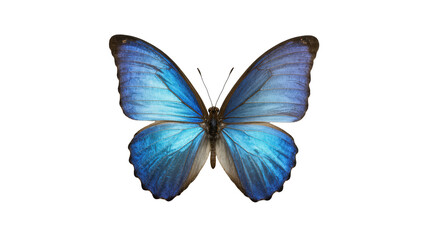 Vibrant iridescent blue tropical butterfly with spread wings, a beautiful creature of nature © Paula
