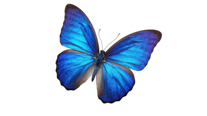 Obraz premium Vibrant blue butterfly with wide open wings showcasing intricate patterns and brilliant colors