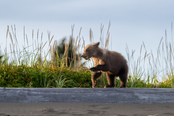 Brown bear cub chewing on vegetation in Alaska © feeferlump