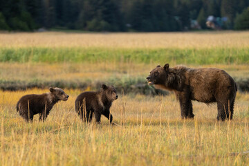 Two young bear cubs with their mother in a field in Alaska © feeferlump