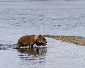 Young bear cub coming out of the water in Alaska © feeferlump