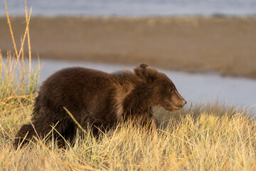 Small bear cub up close running through the dry vegetation © feeferlump