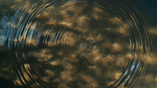 Water ripples creating concentric circles on a calm brown surface