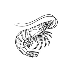 Fototapeta premium Shrimp Outline Illustration: A detailed black and white illustration of a shrimp, showcasing its intricate anatomy and elegant curves.