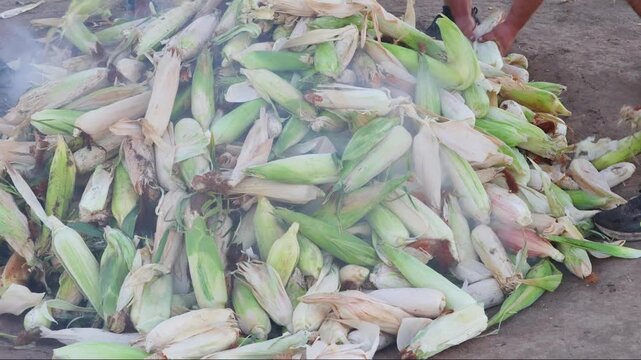 Maule Region, Chile - March 11, 2026: Chuchoca al hoyo is a Chilean peasant tradition, common in areas such as Cauquenes and Linares, where corn is cooked underground with the heat of the embers.