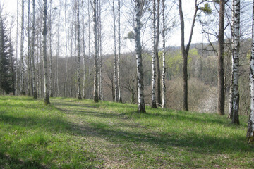Fototapeta premium Pathway Through a Birch Forest in Early Spring