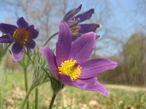 Vibrant Purple Spring Flowers in Sunlight