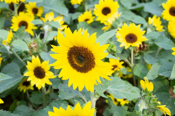 Obraz premium Beautiful yellow sunflowers in a sunflower field.