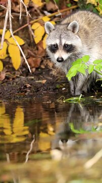 Adorable Raccoon foraging in shallow water with reflection, natural wildlife behavior