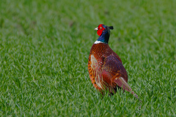 Fototapeta premium Fasan (Phasianus colchicus) Männchen