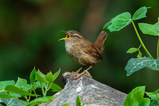 Zaunk&ouml;nig (Troglodytes troglodytes)