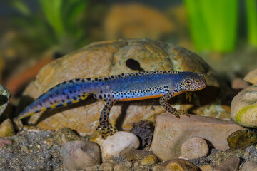 Fototapeta premium Bergmolch (Triturus alpestris) Männchen