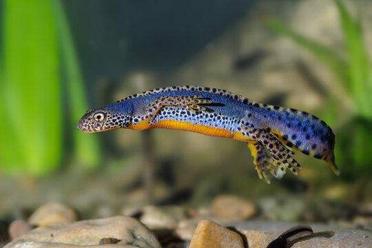 Bergmolch (Triturus alpestris) M&auml;nnchen