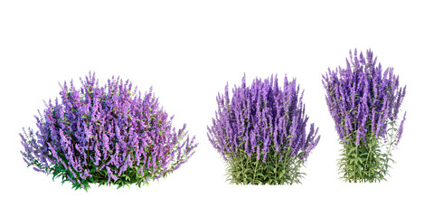 lavender flowers bush in 3d rendering isolated on white background © Hanh