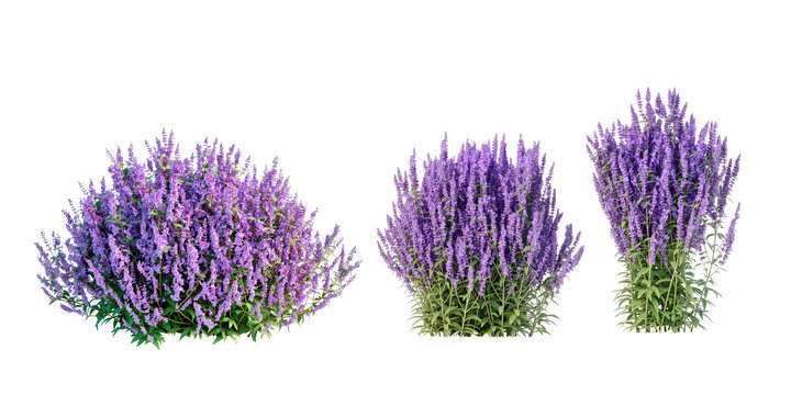 lavender flowers bush in 3d rendering isolated on white background