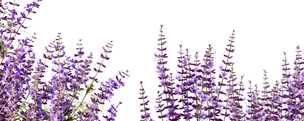Close-p lavender flowers in 3d rendering isolated on white background © Hanh