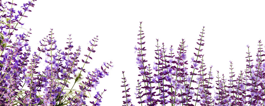 Close-p lavender flowers in 3d rendering isolated on white background