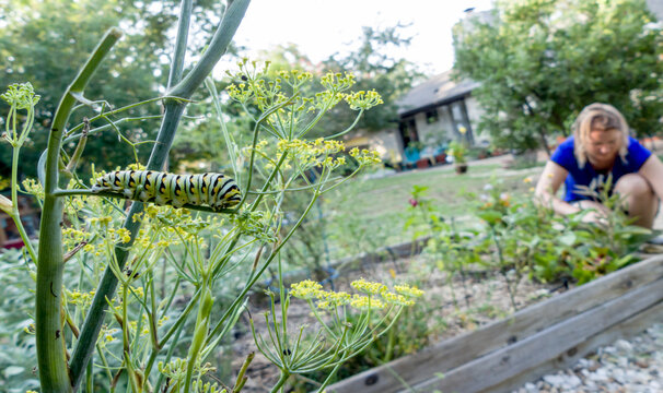black swallowtail caterpillar on fennel host plant in backyard with someone tending garden