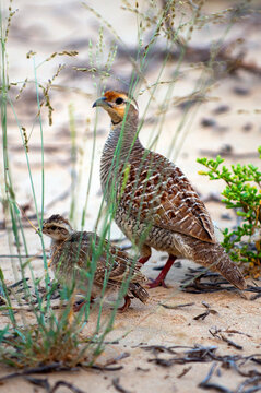 An adult Grey Francolin and its chick navigate a sandy, grassy habitat, showcasing their intricate barred plumage and natural behavior.