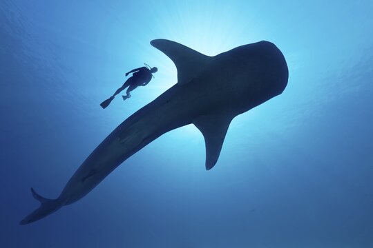 Sihouette of diver with Whale shark (Rhincodon typus) from below, in blue water, back light, Pacific Ocean, Sulu Lake, Tubbataha Reef National Marine Park, Palawan Province, Philippines
