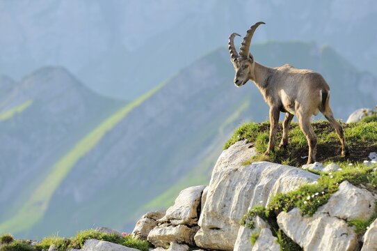 Alpine ibex (Capra ibex), standing on rock ledge