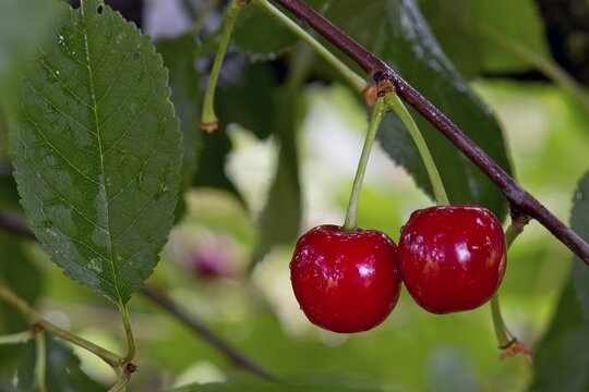 Sour Cherry or Morello Cherry (Prunus cerasus), Obersoellbach, Hohenlohe, Baden-Wuerttemberg, Germany, Europe