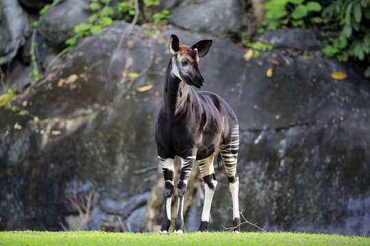 Okapi (Okapia johnstoni), adult alert, occurrence Congo, Africa, captive