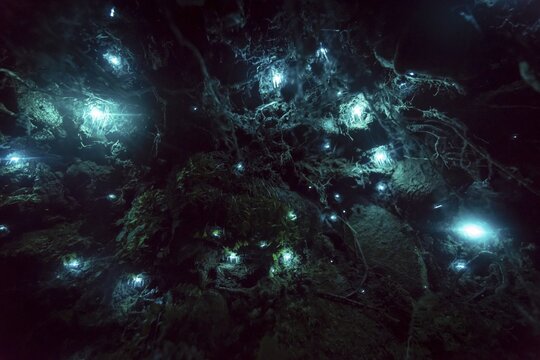 Bioluminescence, luminous glow worm (Arachnocampa luminosa), maggot of Fungus gnats (Mycetophilidae) in a cave, endemic in New Zealand, Leith Valley, Dunedin, New Zealand