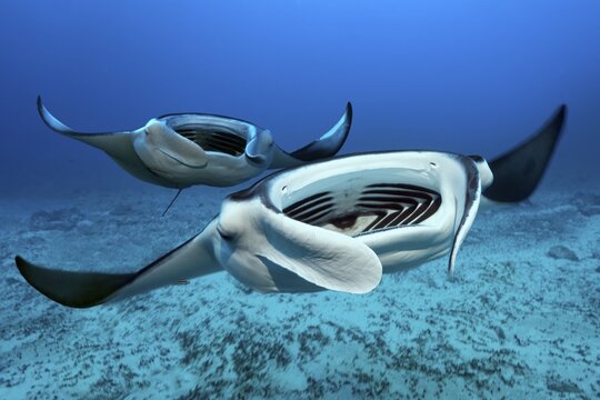 Two Reef manta rays (Mobula alfredi) swims with open mouth over sandy bottom, from the front, Great Barrier Reef, Coral Sea, Pacific Ocean, Australia