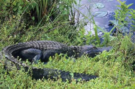 American Alligator (Alligator mississippiensis)