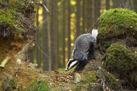 European badger (Meles meles), in the morning light on moss-covered hills standing in the forest, captive, Bohemian Forest, Czech Republic