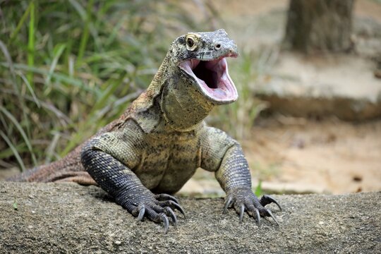 Komodo dragon (Varanus komodoensis), adult on rocks, open mouth, captive