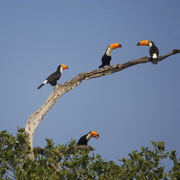 Toco Toucan (Ramphastos toco), Pantanal, Mato Grosso, Brazil