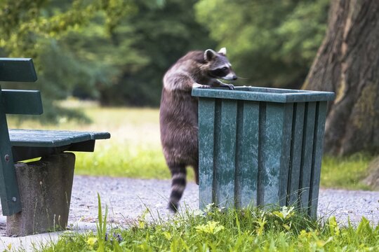 Raccoon (Procyon lotor) climbing on litter bin in park, Hesse, Germany