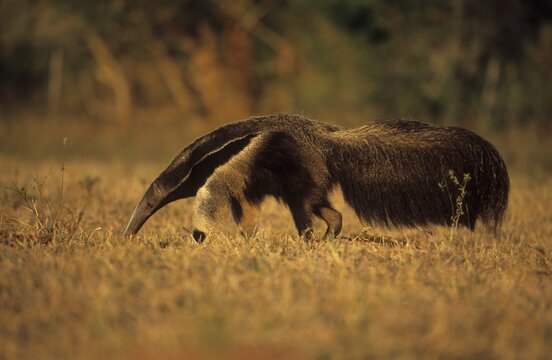 Giant Anteater, (Myrmecophaga tridactyla) Pantanal, Brazil, South America