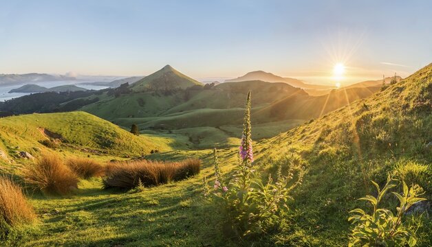 Flowering red foxglove (Digitalis purpurea), Sunrise view of Otago Peninsula, pyramid-shaped mountain Harbor Cone, Dunedin, Otago, Southland, New Zealand