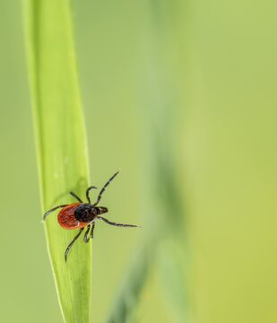 Female tick, Castor Bean Tick (Ixodes ricinus) lurks on a blade of grass, Bavaria, Germany