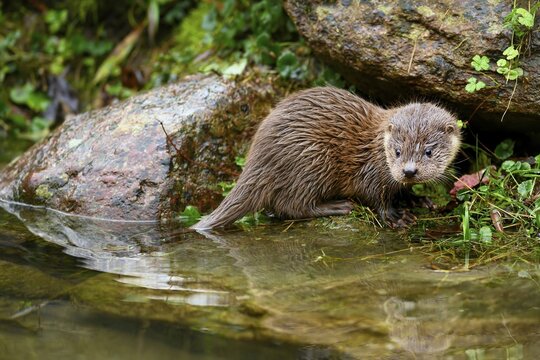 European otter (Lutra lutra), young animal sitting on the bank of a pond, captive, Switzerland