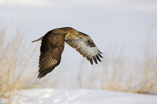 Common Buzzard (Buteo buteo) in flight over a reed habitat in winter, Swabian Alb biosphere reserve, Baden-W&uuml;rttemberg, Germany