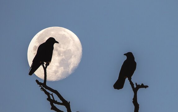Two rooks (Corvus frugilegus) sitting on dead branches at full moon, silhouettes