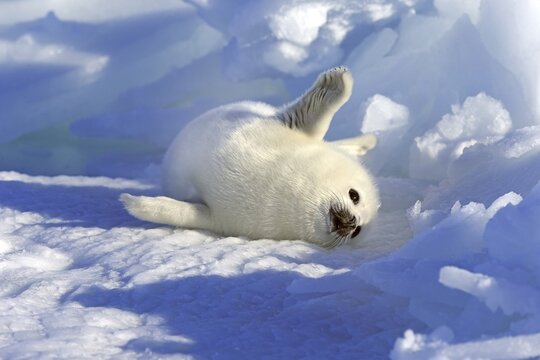 Harp Seal or Saddleback Seal (Pagophilus groenlandicus, Phoca groenlandica) pup on pack ice, Magdalen Islands, Gulf of Saint Lawrence, Quebec, Canada