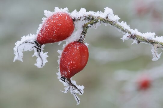Rose hips (Rosa canina) with hoarfrost