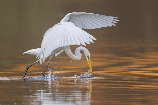 Great Egret or Great White Heron (Ardea alba) catching fish, North Hesse, Hesse, Germany