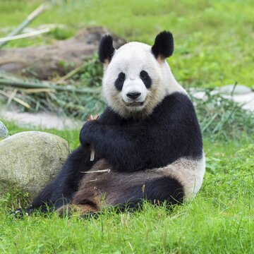 Giant Panda (Ailuropoda melanoleuca), China Conservation and Research Centre for the Giant Panda, Chengdu, Sichuan, China