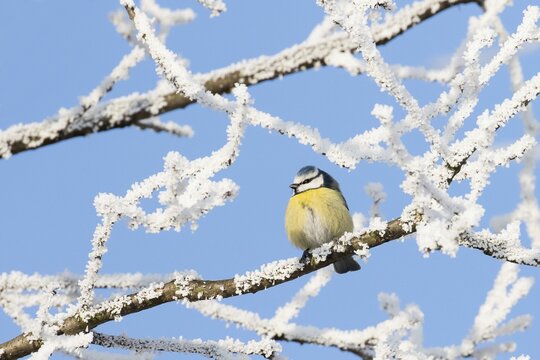 Blue Tit (Parus caeruleus) sitting on branch with hoarfrost, Hesse, Germany