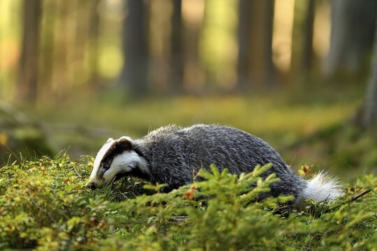 European badger (Meles meles), in the forest looking for food in the first morning light, captive, &Scaron;umava, Czech Republic